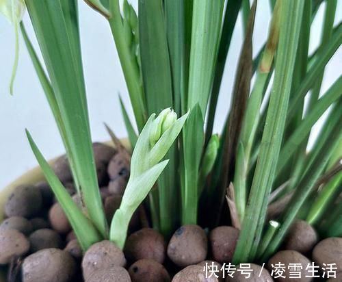 出芽率“最高”的兰花,花苞又大又香,花色珍贵,新手也能养好