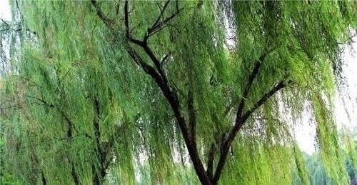 宋诗&北宋宰相写春天柳树,28字宋诗无一“柳”字,却处处有柳树的影子