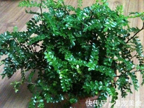 飘香|1种可以驱蚊的植物，比绿萝还好养，耐寒又耐热，养一盆飘香满屋