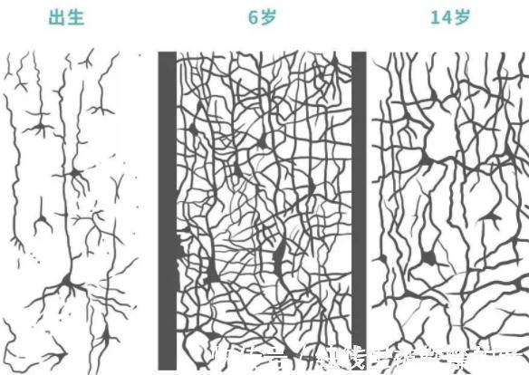 孩子|哈佛研究发现孩子10岁前,有3次“变聪明”的机会