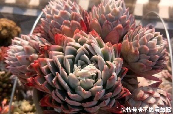 家庭|家庭养多肉，掌握这7点，就没有养不好的多肉植物！