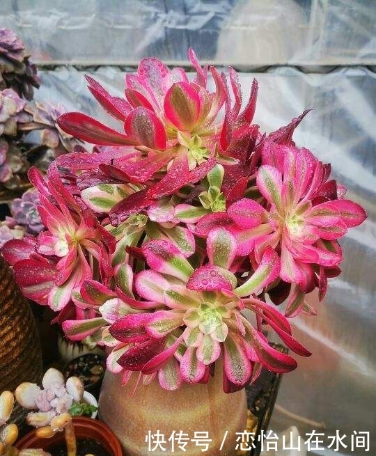 多肉不想“夏必死”,现在就要做准备,不然夏天只剩下空盆