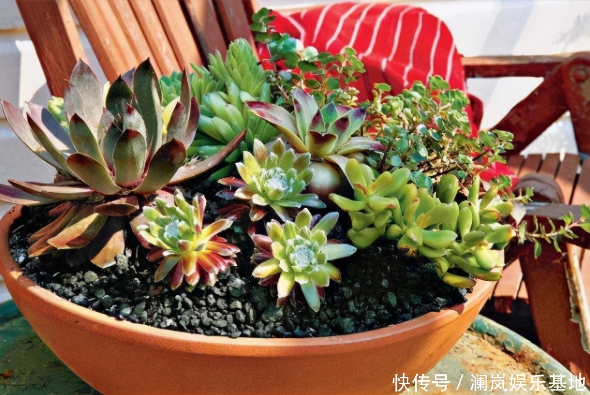 植物|2种“生根水”制好后,往土里浇一点,植物根须就能嗖嗖窜出盆