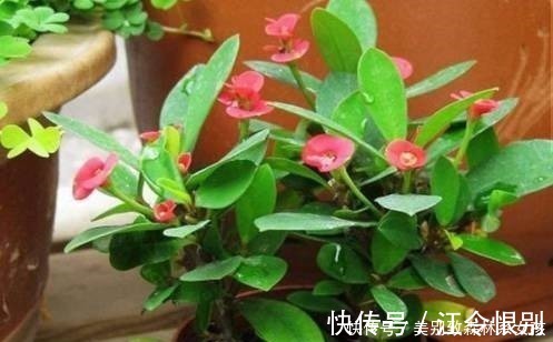 驱虫|家家都有的1种东西,用来养花,比花肥还厉害,还能驱虫!