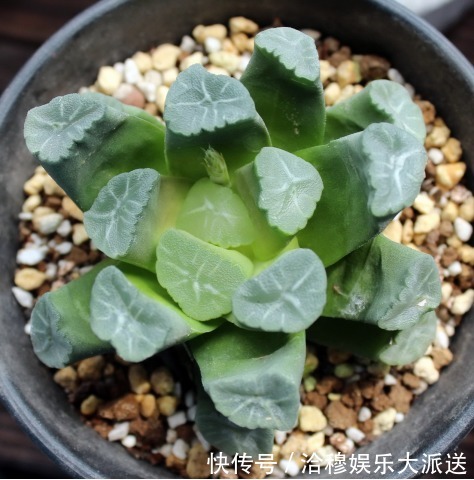 夏天多肉养不活那是你没找对方法，学一招帮它度过休眠期！