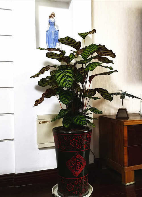 国外很火的“网红”室内盆栽,树形美观,叶色五彩斑斓,值得入手