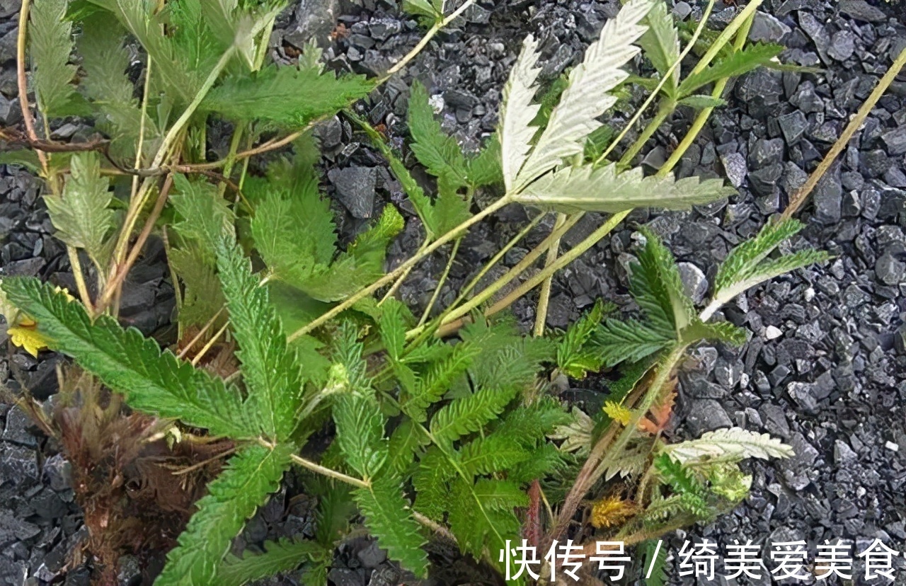 鸡腿|农村地下埋着的“大鸡腿”，不光生吃美味，或是治疗糖尿病的良药