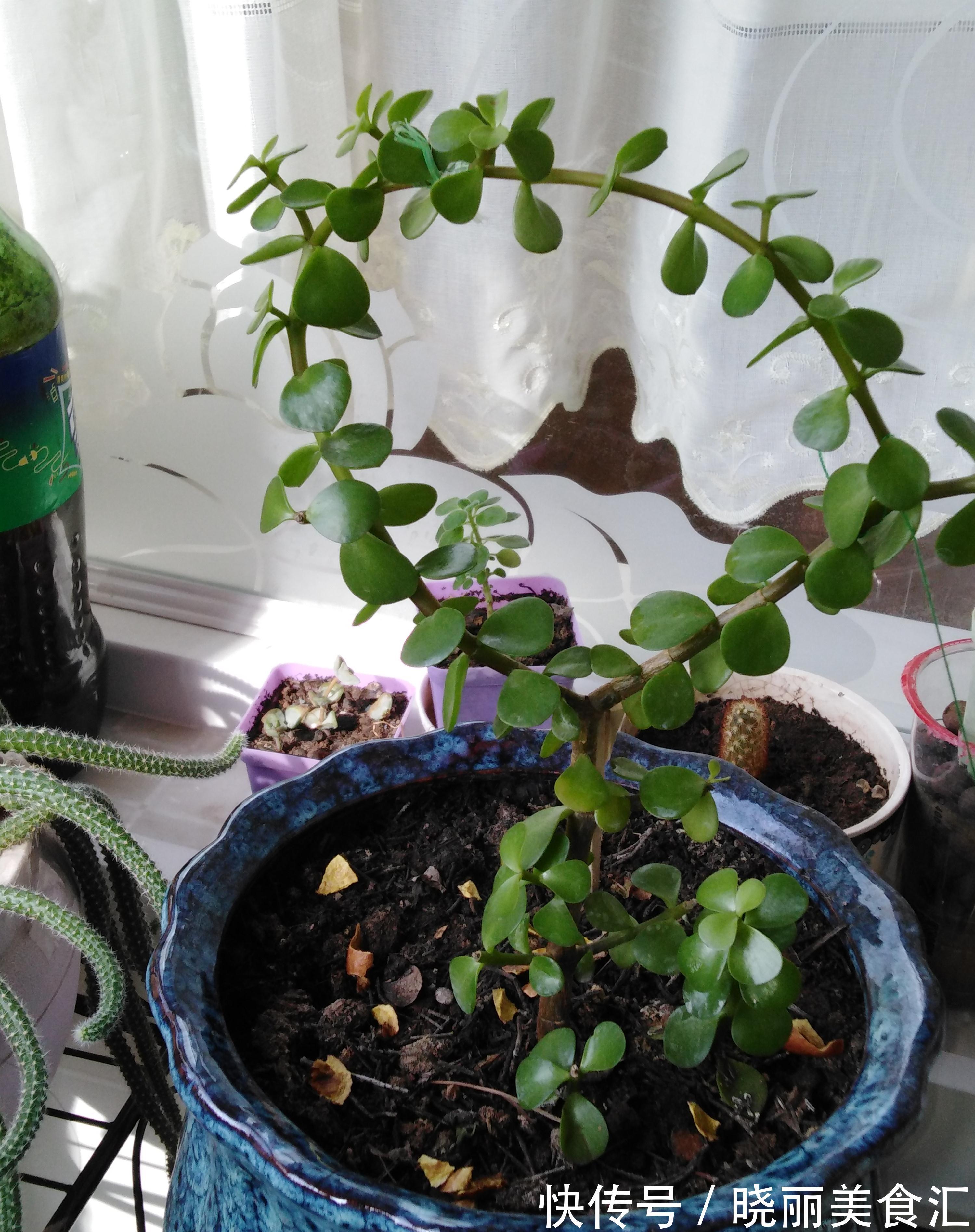 金枝玉叶不娇贵,满足“三习性”,即使不浇水,每天也能长一片叶