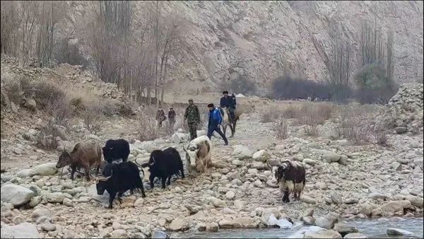 塔吉克族|每年给学校送一头牦牛！这位新疆老人坚持了10年