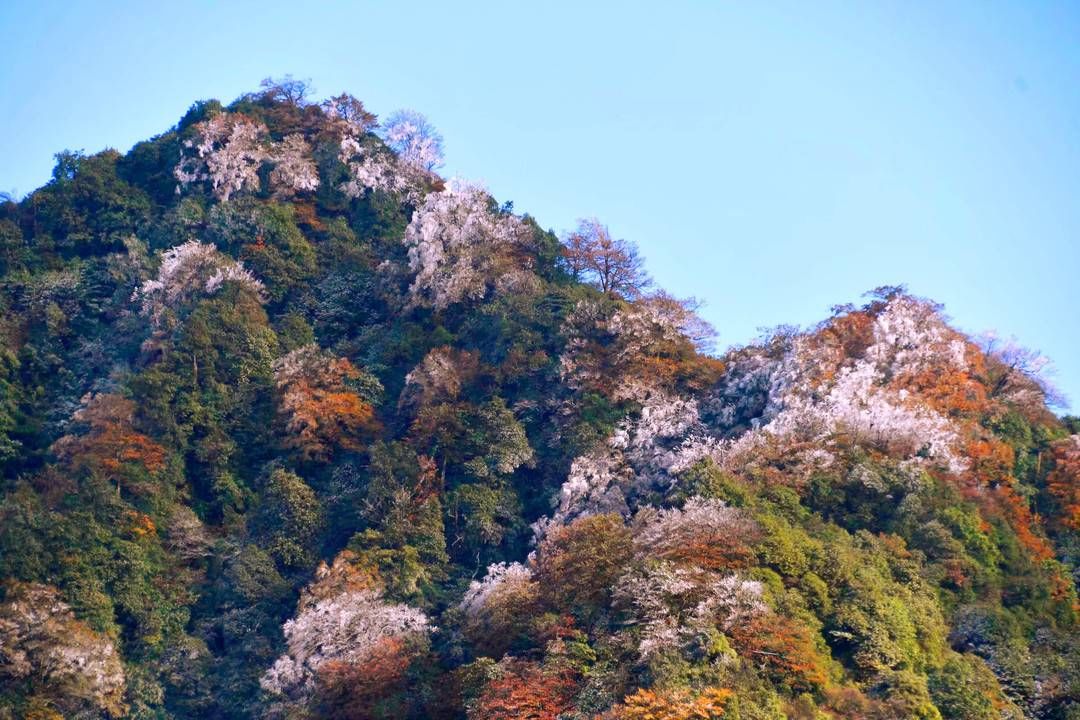 黄荆|美出新境界 四川古蔺黄荆老林立冬雪后现雾凇奇观