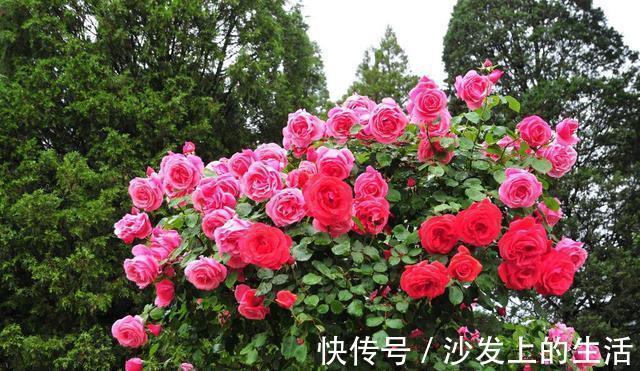 鱼肠|秋冬土里掺点它,君子兰,蟹爪兰,疯狂开花,叶子绿出油