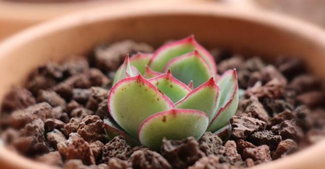 植物|刚买回来的多肉植物要注意