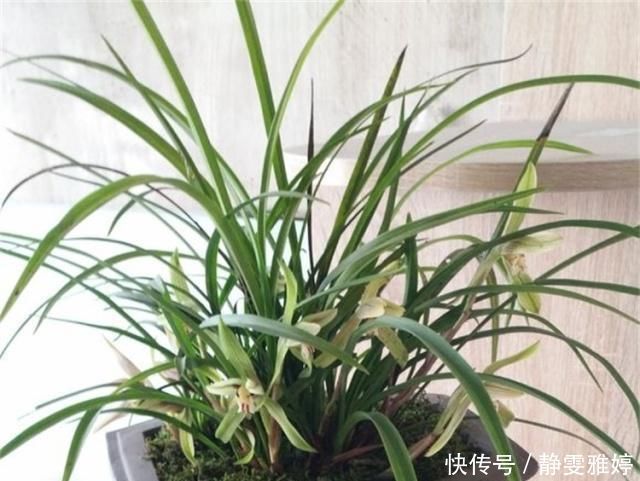 兰花爱吃这2种“粉”,什么黄豆水、过期药都不如它,效果出奇好