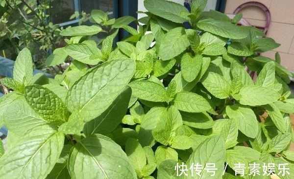 蚊虫讨厌的5种花，气味“很个别”，只要不嫌弃，多养几盆很管用