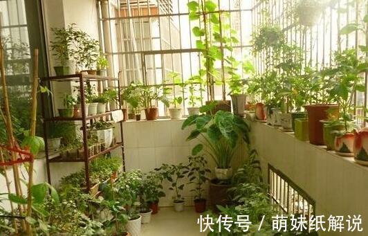 养花坏习惯''害了''家里的盆栽摆脱4个臭毛病,个个越长越旺