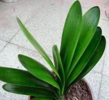 王先生养君子兰,10天一罐“它”,一枝30朵,一开就“2次”!