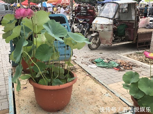  实拍济南仲宫农村大集上的花卉交易区，花卉盆景很漂亮