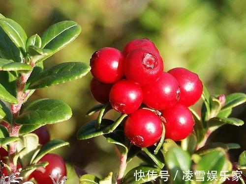 泌尿道感染|十个女性九个妇科病,每天喝一杯,预防泌尿道感染,远离妇科炎症