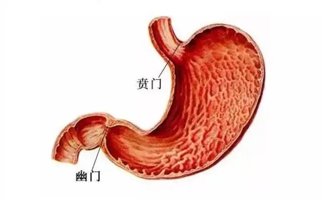 吞咽困难|38岁男子胃里遍布“钢针”，竟是20多年前的支架