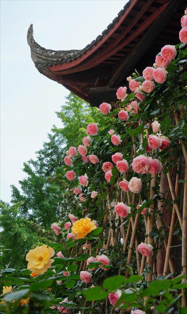 绣球花|乡村庭院设计，如果农村有房，干嘛住城里，建个这样的院子美翻了