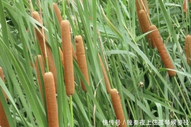 1种野草像“香肠”,若在池塘边看到它,请爱惜,珍贵、有价值!