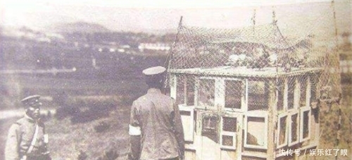 军鸽|二战中最“危险”的动物，抗日老兵：宁可停火，也要先把它击毙