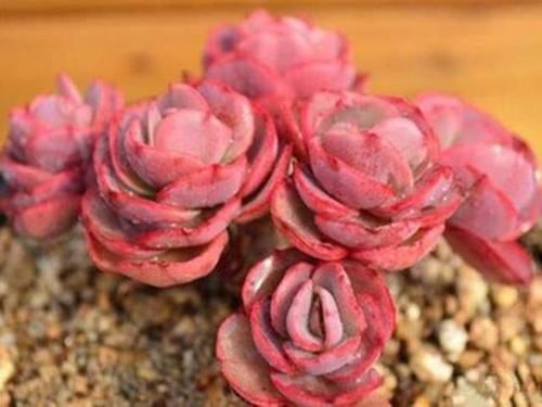 越来越多雷同的多肉，更让人感觉这些肉肉无可取代，不可复制