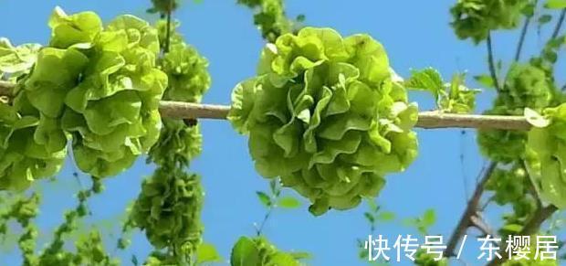 野菜|蒲公英、香椿、榆树钱、白蒿，一种野菜治一种病，了解一下