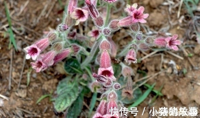 天目地黄|它是“四大仙药”之一,若长在你家屋顶,是你福气,别以为是杂草