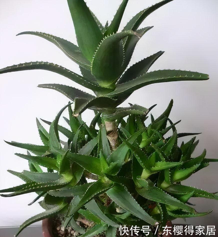 小苗|养了一棵花，爆了“一窝崽”，漂亮又好养，就是不值钱