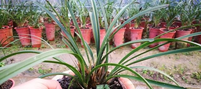 兰花空根烂根脱盆修根上盆后什么时候浇水好浇水时机不对易烂根