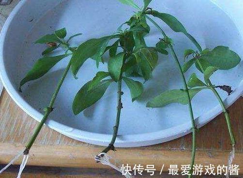 3种花扦插正合适，剪个枝扔盆里，大白根呼呼长