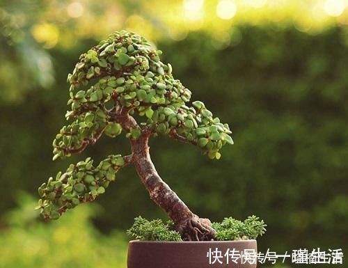 盆景太贵玩不起这花便宜得很，修修剪剪成老桩价值高