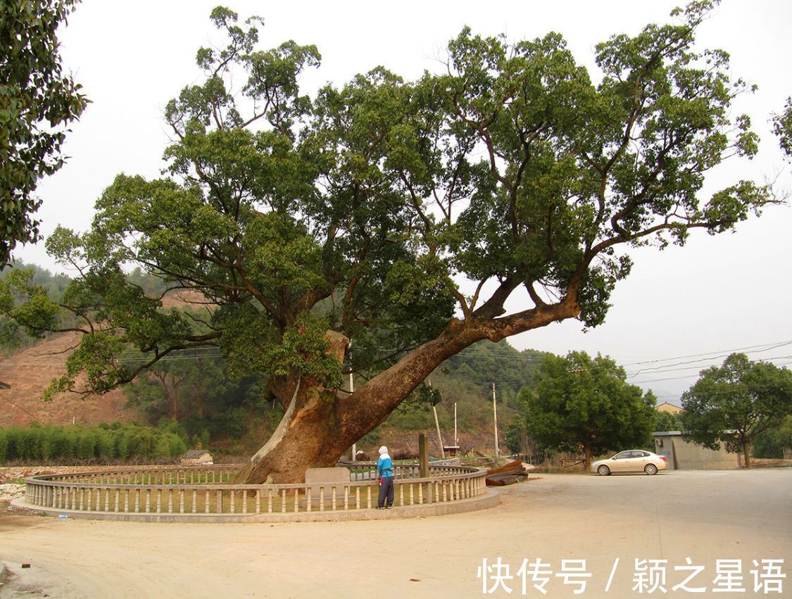 湖光山色|奉化状元岙，湖光山色，千年古樟到底谁是树王