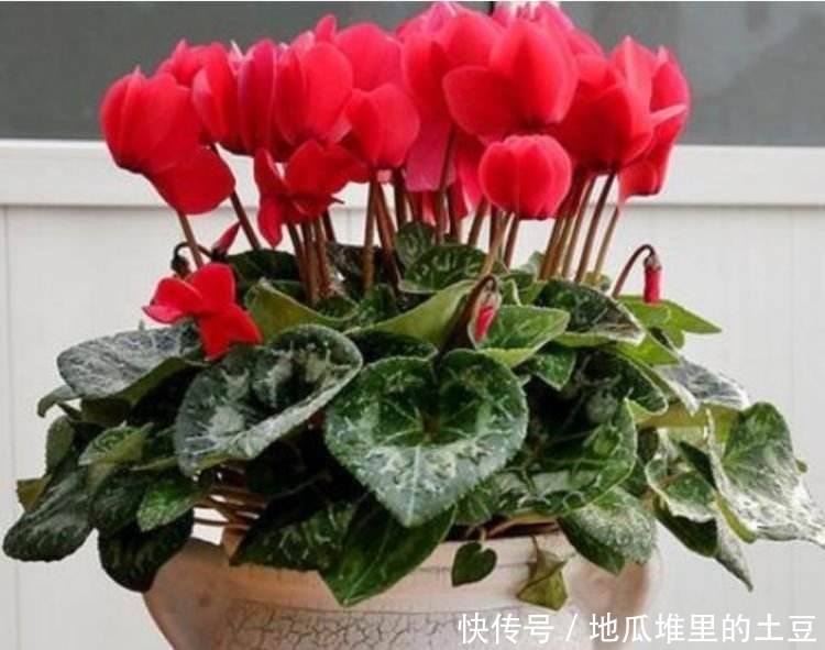 养花就养个花期长的,花大色艳,层层交叠,烂漫迷人眼