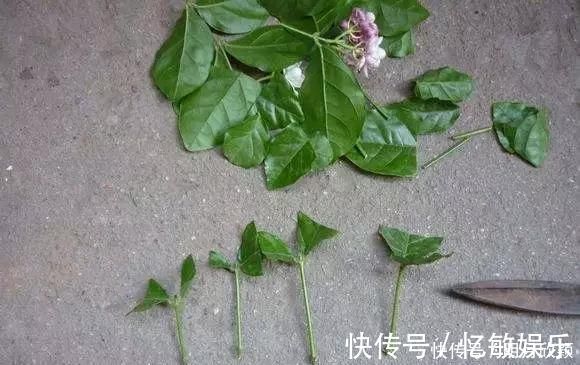 枝条|养花爱好者看过来这15种花现在“扦插”,生根快,一个周就长芽