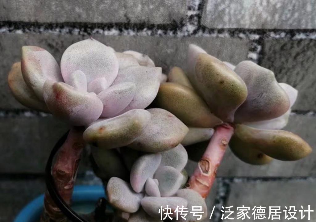 春天|被名字耽误的经典多肉诺玛，特别爱爆头，长成小老桩的样子很美