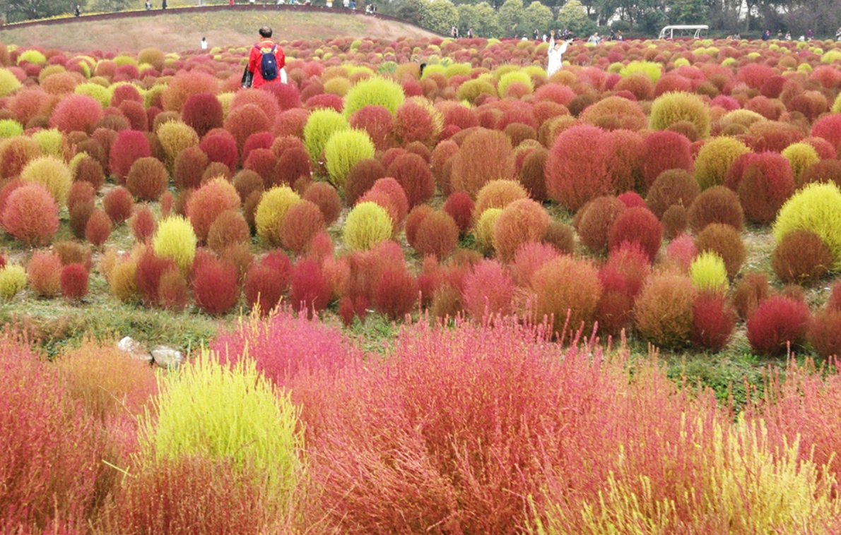 地肤|农村常见的地肤草,笤帚、饺子都能做,种在花盆里真不孬