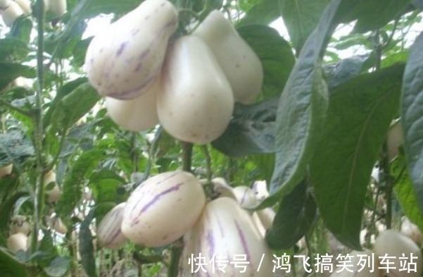 可湿性粉剂|具有改善睡眠,缓解疲劳的人参果,果农想获高产人参果,只需五点