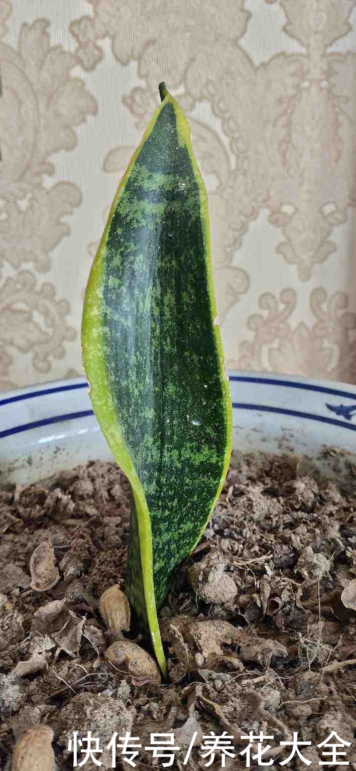 剪片叶子，放土里就能长出一盆，这4种花养到就是赚到