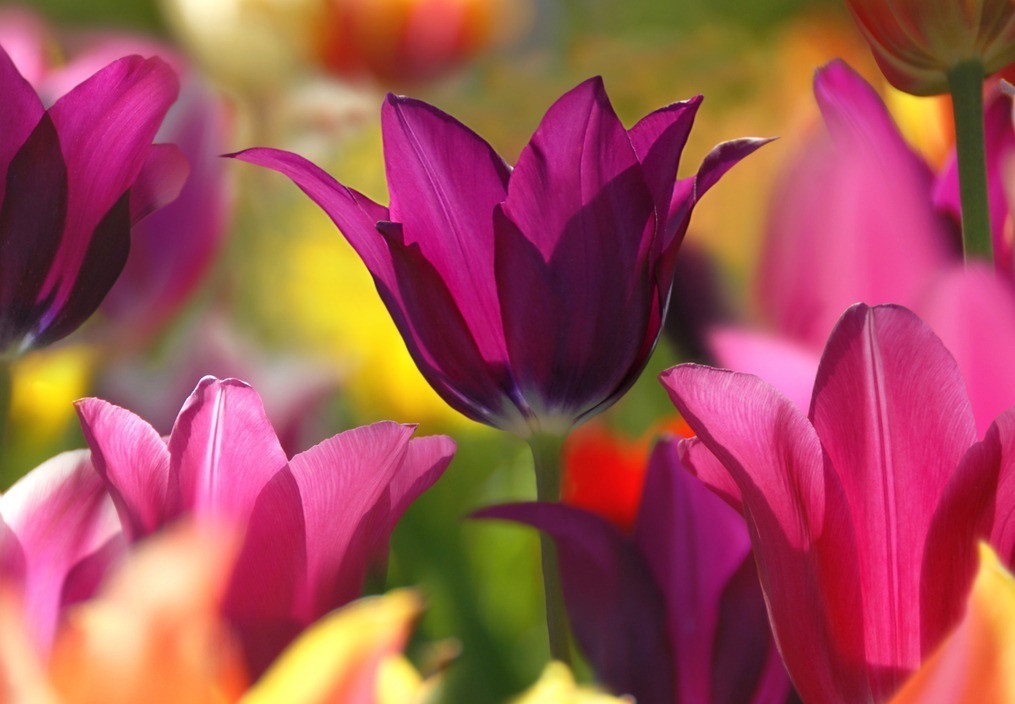 花姿|此花有着丰富的花色，有着优雅的花姿，代表的是高贵和善良