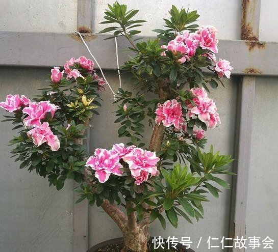 都说杜鹃花难养,4个养护妙招,不掉一片叶,花开满枝又旺盛