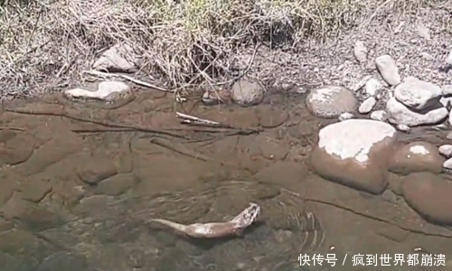 钓鱼|在小溪里钓鱼,发现有身影在游动,以为是大鱼,结果却不是