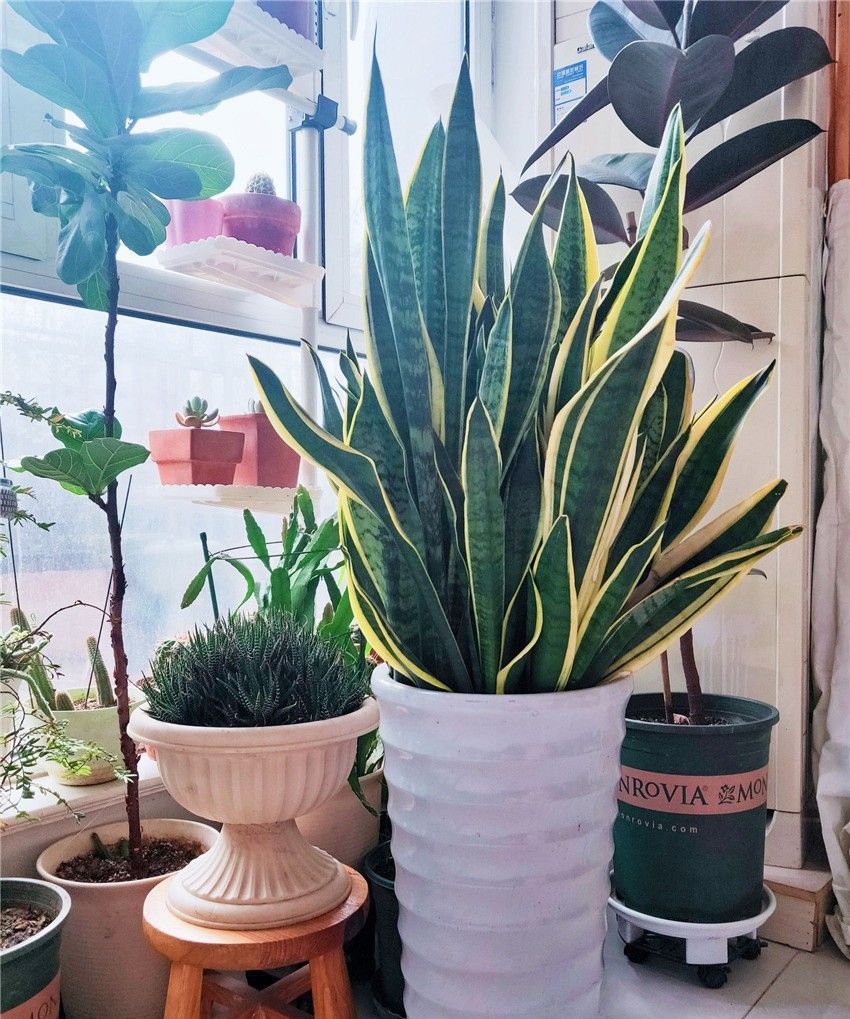 这些漂亮花,还不到搬出门的时候,再等半个月,冻死就不好了