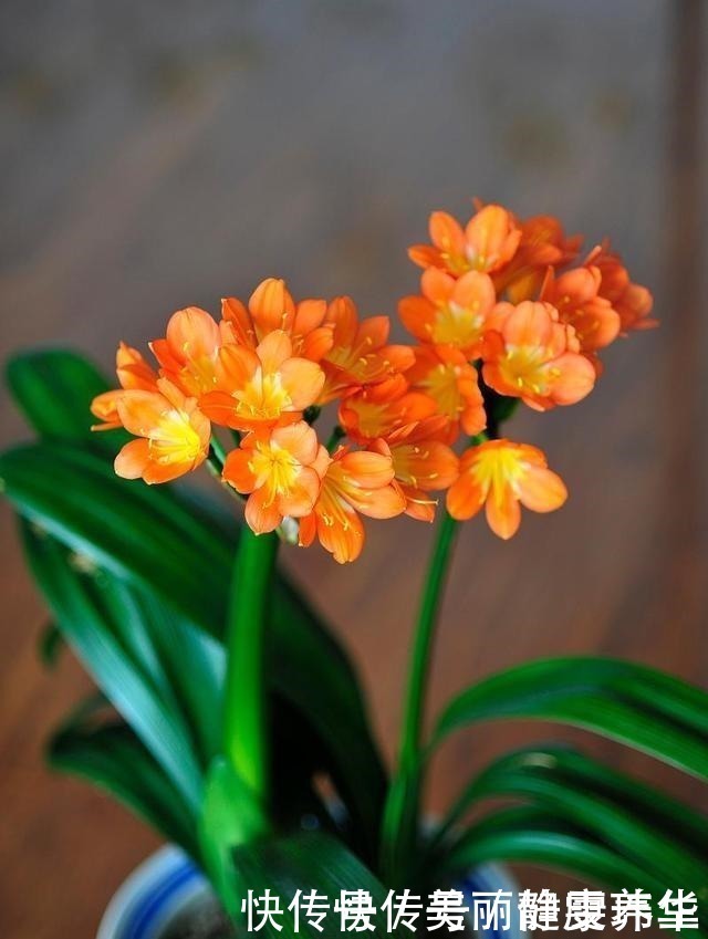 娇艳|4月,给君子兰吃点“补品”,叶片肥绿花娇艳,错过又得等一年!