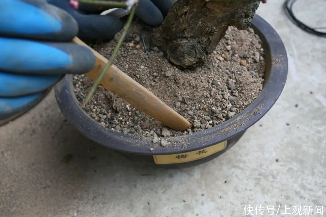 梅花花后打理小贴士，修剪翻盆齐上阵