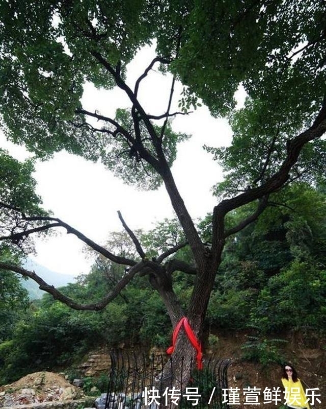 破天门阵的降龙木是什么树木呢,有什么作用