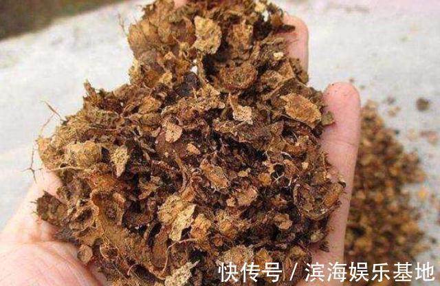 养花|7种“垃圾”不是废物,泡一下水,肥的流油,养花一级棒