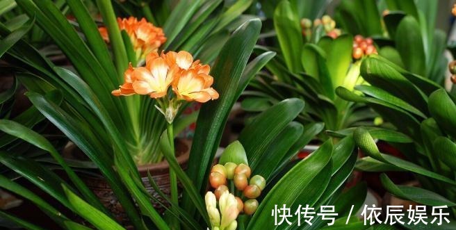 养好兰花和君子兰的四个命门,你做对了吗?看后定有收获