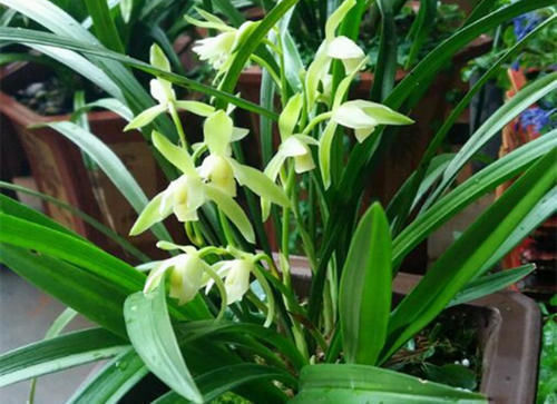  用来|什么淘米水、黄豆水都不如它，用来养兰花，新叶侧芽一起长